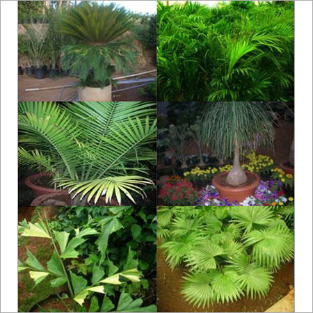 Palm Plants