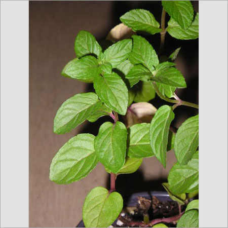 Mentha Plants