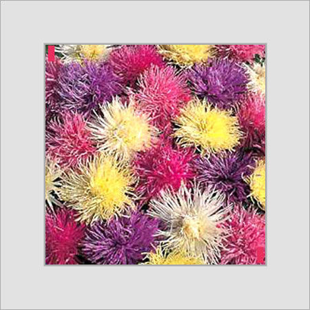 Aster-Spider Chrysanthemum Seed