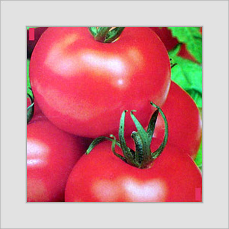 Tomato Summertaste Seeds