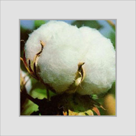 Natural White Raw Cotton