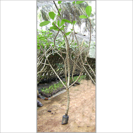 Green Plumeria Obtusa Live Plants