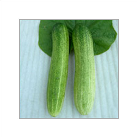 Cucumber Seed