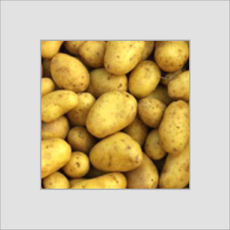 Indian Origin Fresh Potatoes