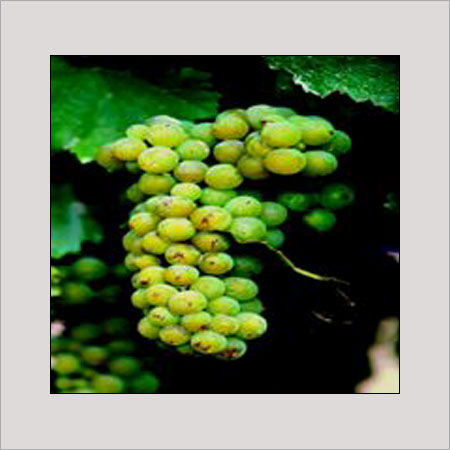 Light Green Juicy Grapes