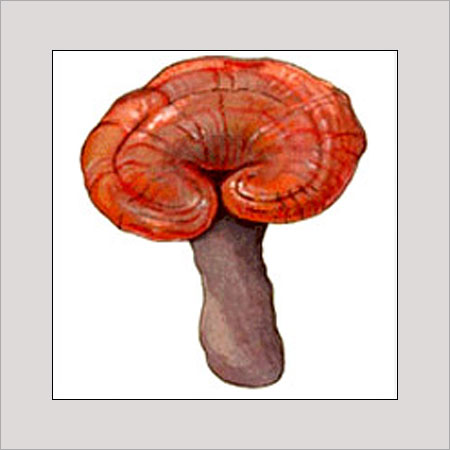 Ganoderma Mushroom