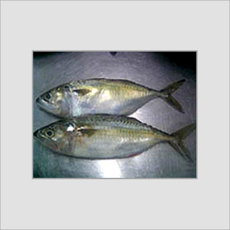 Indian Mackerel Fish