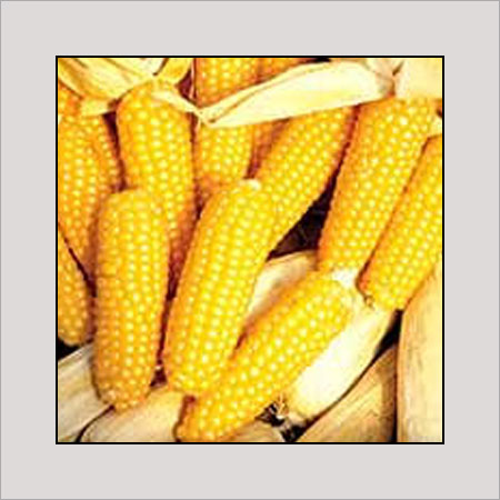 Common Yellow Color Sweet Corn