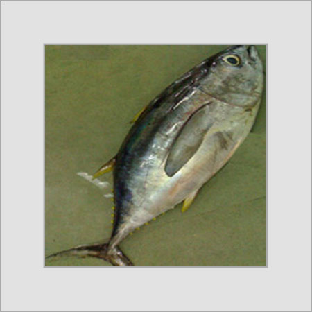 Yellowfin Tuna Fish 