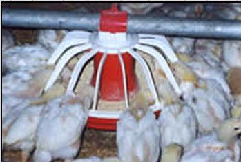 Automatic Feeding System