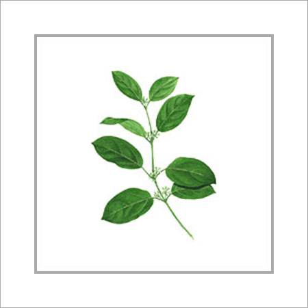 Gymnema Sylvestre