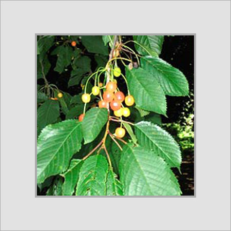 Frozen Cherry Fruits - Whole Cherries in Various Sizes | Good For Health Long Shelf Life Rich Source of Proteins 6% Dietary Fiber