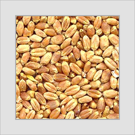 Red High Grade Wheat Seed