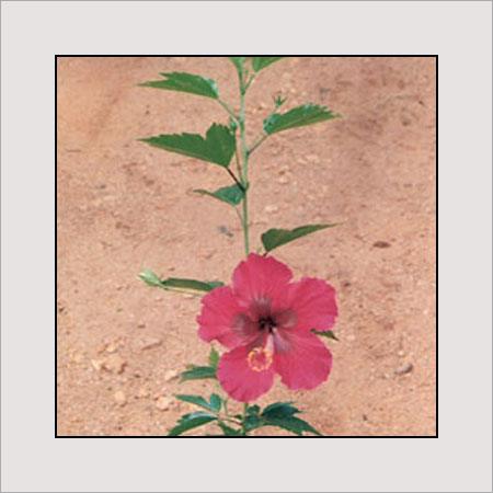 Natural Dry Hibiscus Flower at Rs 200/kg in Hoshangabad