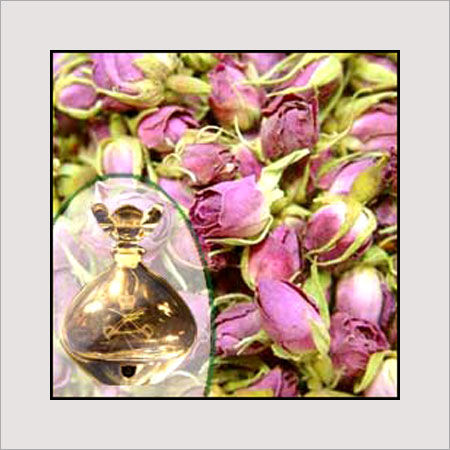 Kacha Gulab Fragrance