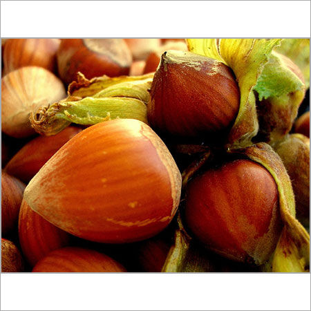 Common High Grade Fresh Hazelnut