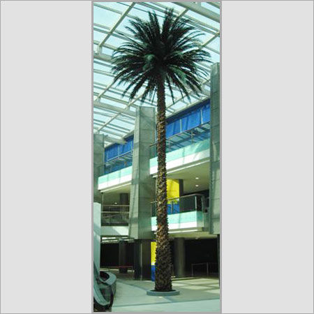 50 Ft. Preserved Date Palm Trees