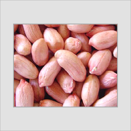 Groundnut Seed