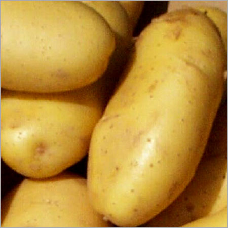 High Grade Fresh Potato