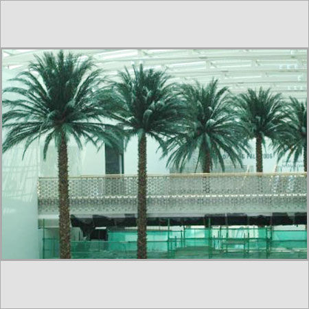 Green Preserved Date Palm Trees