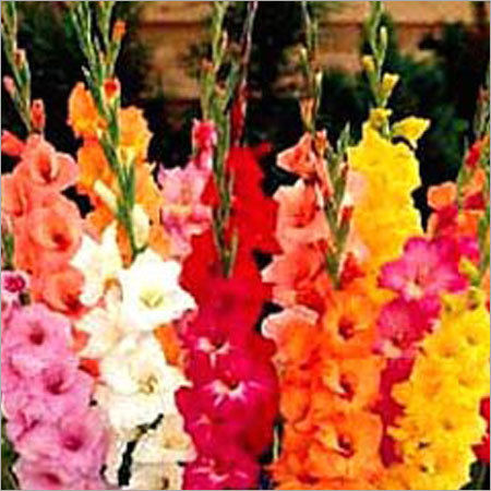 Cut Flower - Gladiolous