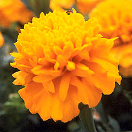 Fresh Flower - Marigold