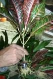 Indoor Crotons (Live Plants)