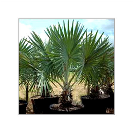 Bismarkia Nobilis Palm Plant