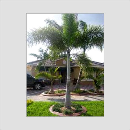 Foxtail Palm Plant