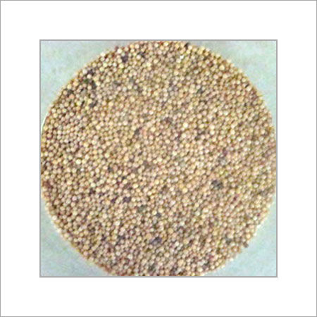 Yellow Mustard Seed