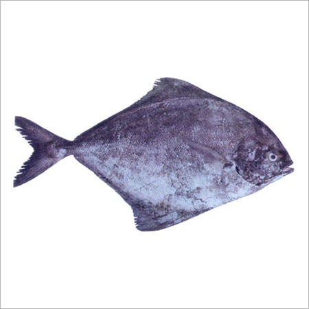 BLACK POMFRET