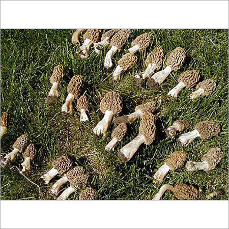 Dry Wild Black Mushroom (Morels) Morchella