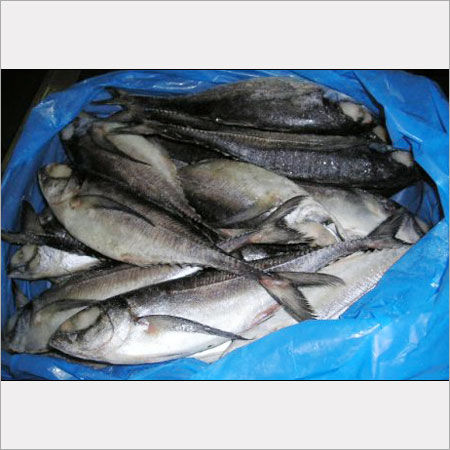 Horse Mackerel Fish