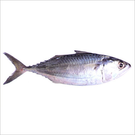 INDIAN MACKEREL