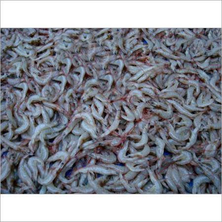 Jawala Seafood For Cooking