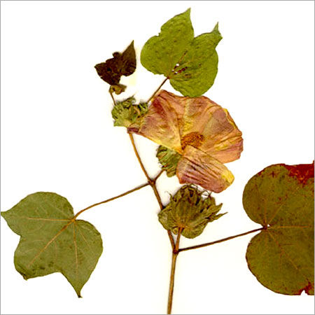 White Raw Cotton Plant