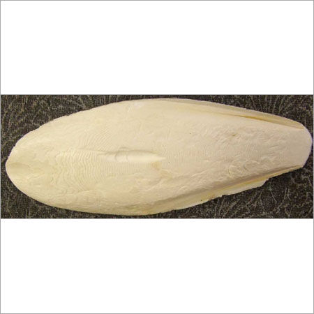 Cuttle Fish Bone