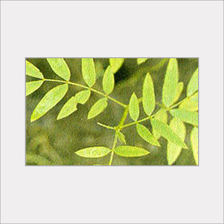 Green Senna Leaves