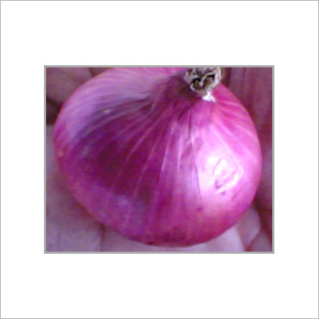 Natural And Fresh Red Onion