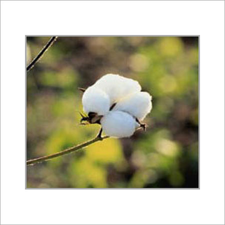 Plain White Raw Cotton