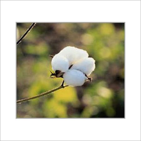 Normal Plain White Raw Cotton