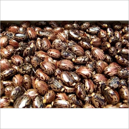 Castor Seeds