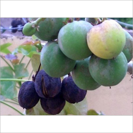 Jatropha Plants