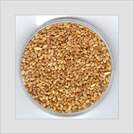 Wheat Grain