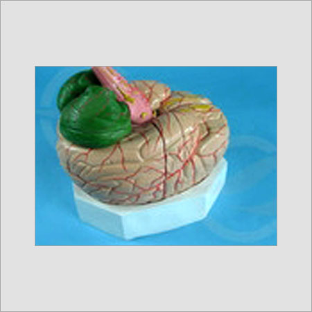 Human Brain Model Good Quality