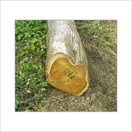 Good Quality Teak Wood Logs