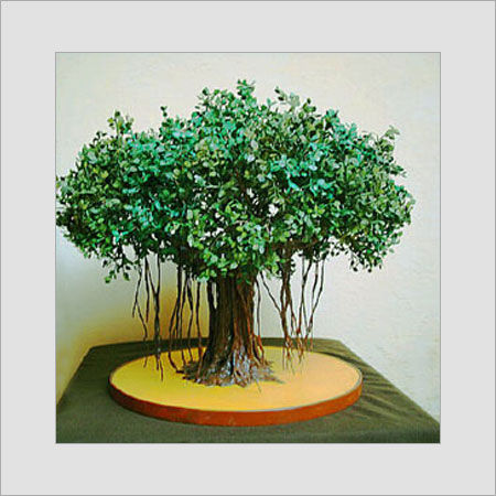 Bonsai Tree For Decoration
