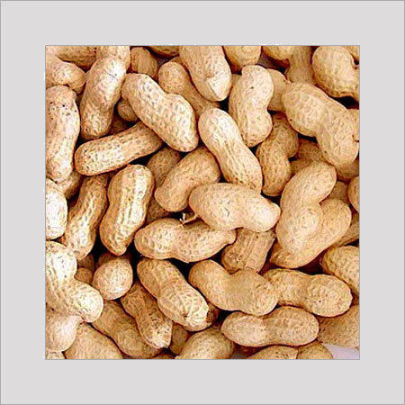 Sea Flower Peanut (Groundnut)