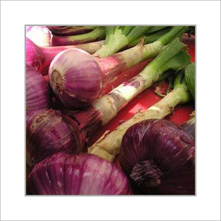 Round Indian Origin Fresh Preserved Onions