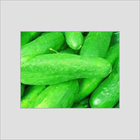 Indian Origin Fresh Green Cucumber